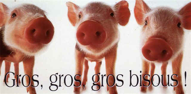 cochons-gros-bisous.jpg