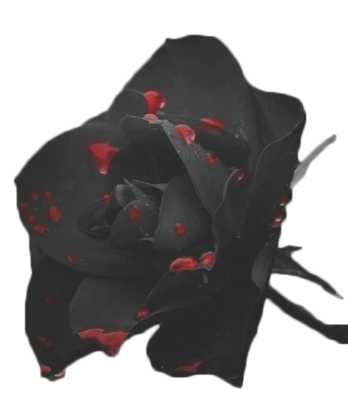 Rose De Sang By GretaMaximoff On